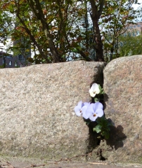 Blumenbeet