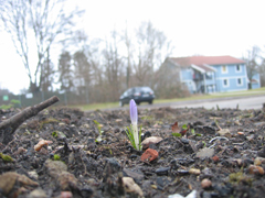 Gartenprojekt mit Flüchtlingen in Harburg - Frühjahrsblüher