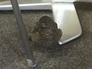 Amsel im Pfarrhaus