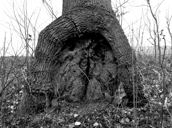 Baumtor Grabauer See